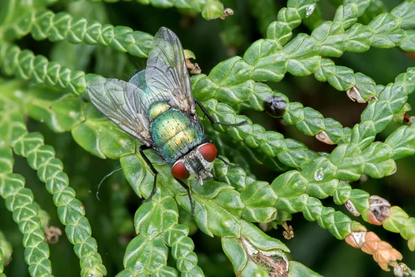 Makro fly — Stok fotoğraf