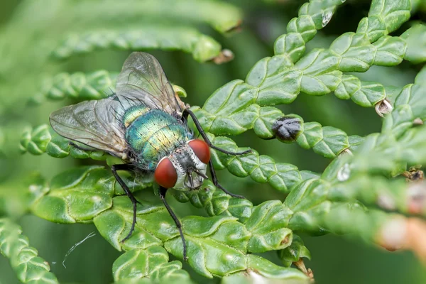 Große Fliege — Stockfoto