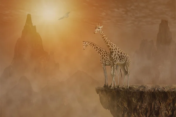 Two giraffes at  the high mountain — Stock Photo, Image