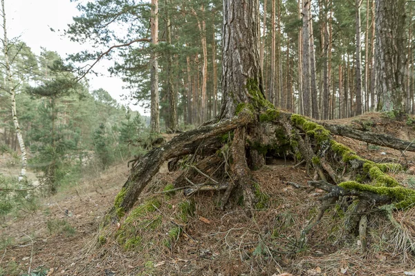 Stare korzenie drzew — Zdjęcie stockowe