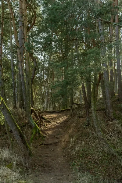 Forest path — Stock Photo, Image