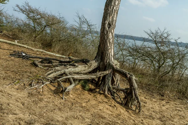 Старий коріння дерев біля лагуни Каунас — стокове фото