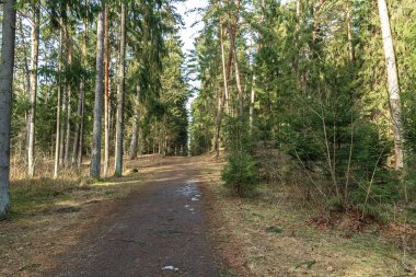 büyük bir orman yoluyla eski parça