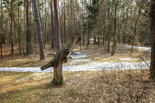 Oude boom — Stockfoto