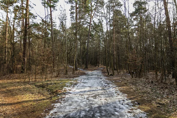 Ancienne piste à la forêt — Photo