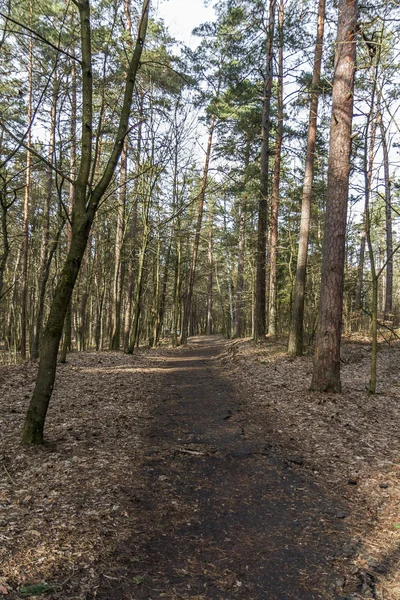 Дорога в большой лес — стоковое фото