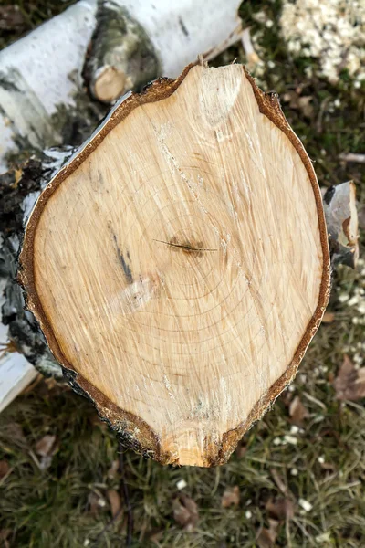 Legno tagliato — Foto Stock