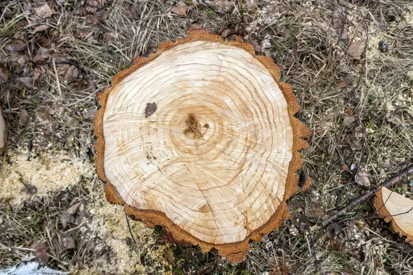 Stump — Stock Photo, Image