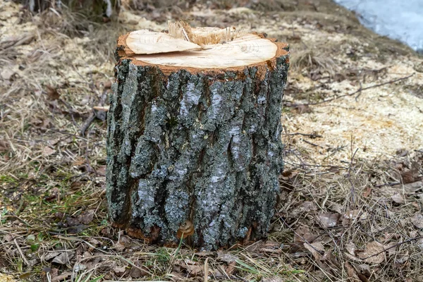 Cut tree stump in front — Stock Photo, Image