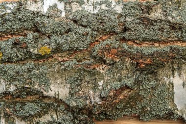 Ağaç kabuğu doku parçası