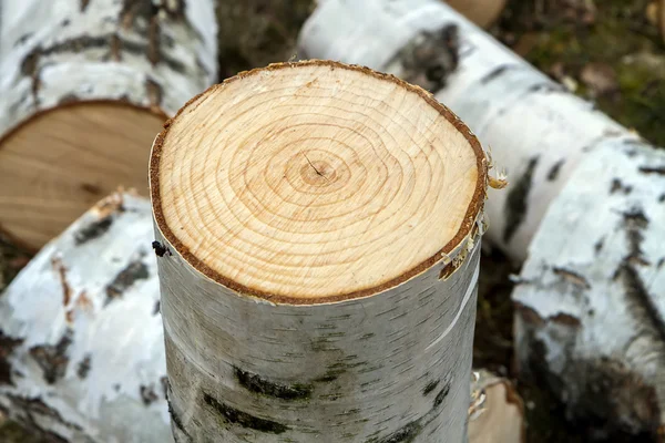 Legno tagliato — Foto Stock