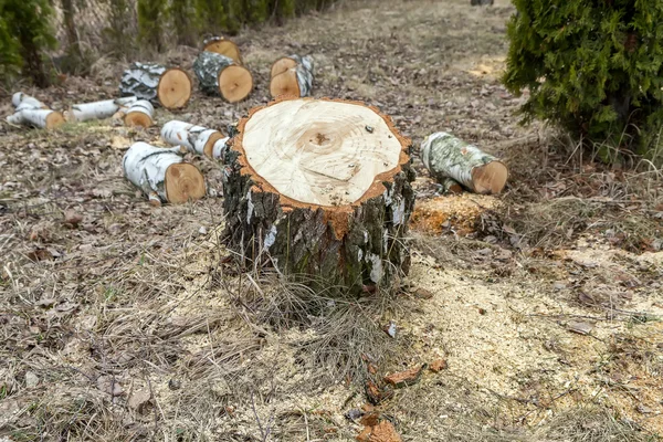 Sawdust around the stump — Stock Photo, Image