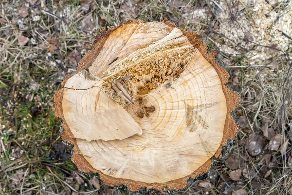 Cut tree stump from top — Stock Photo, Image