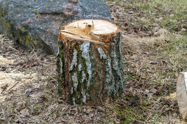 Tree stump — Stock Photo, Image