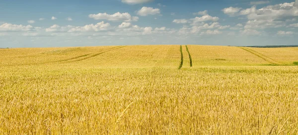 Campo di grano dorato — Foto Stock