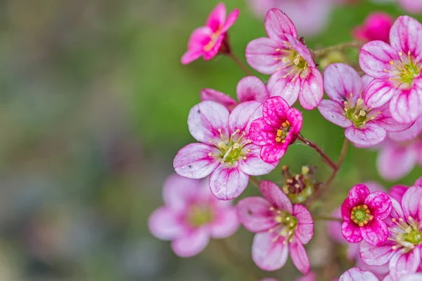 Courtyard flowers — Stock Photo, Image