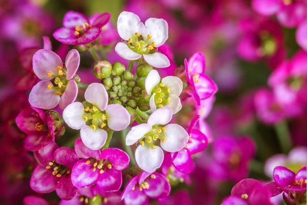 Flor roxa macro — Fotografia de Stock