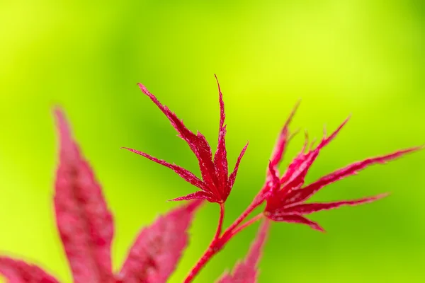 Červená a zelená — Stockfoto