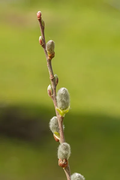 Pussy Willow — Stockfoto