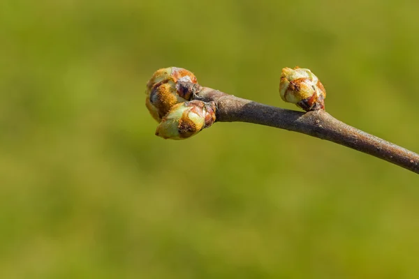 Lente plant — Stockfoto