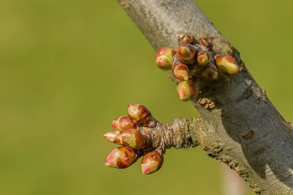 Plant toppen — Stockfoto