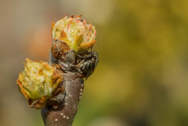 Vertakking van de beslissingsstructuur — Stockfoto