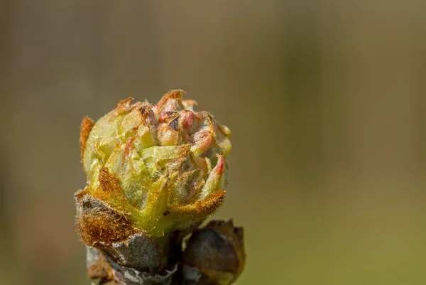 Bud mladý — Stock fotografie