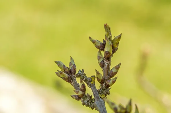 Tree branch with young leaves in yellow — Stock Photo, Image