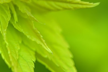 blurred green leaves on a green background