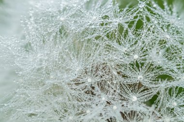 karahindiba çiy ile