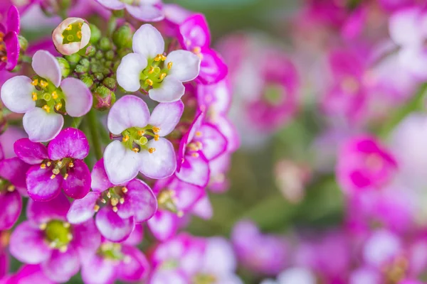 Flor macro — Fotografia de Stock