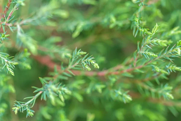 Green pine branch on a green background — Stock Photo, Image