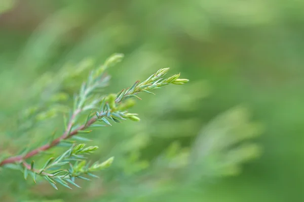 Yeşil dal — Stok fotoğraf