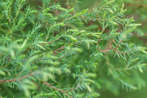 Pine branch on a green background — Stock Photo, Image