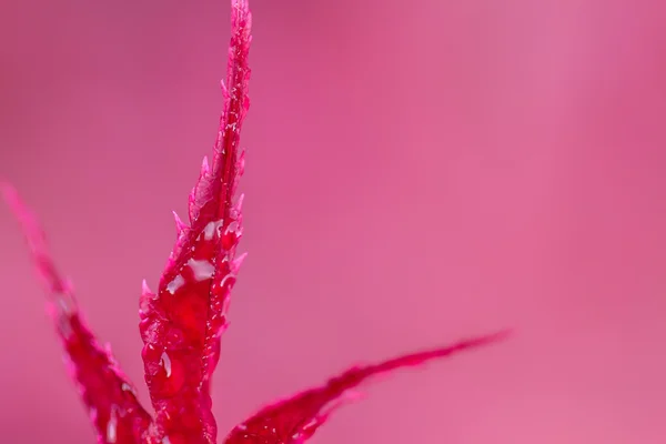 Hoja roja — Foto de Stock