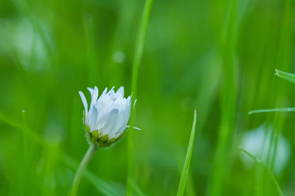 Lonely meadow flowers — Stock Photo, Image