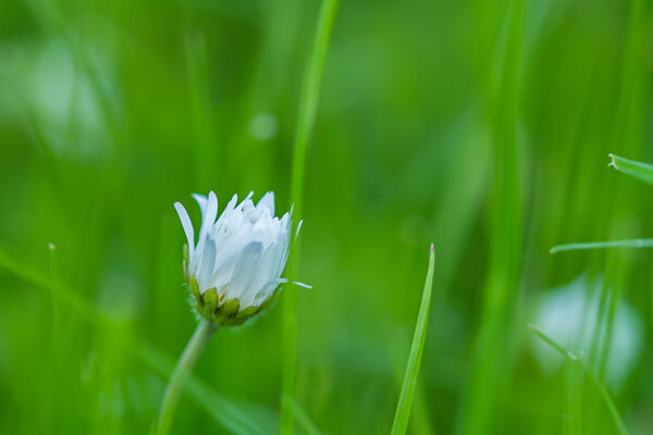 lonely meadow flowers