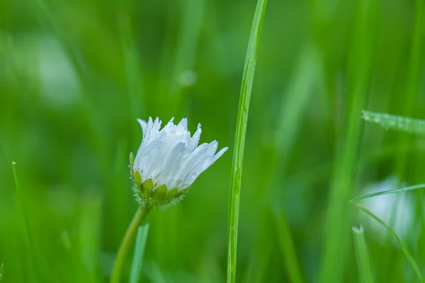 Flores prado solitário em verde — Fotografia de Stock