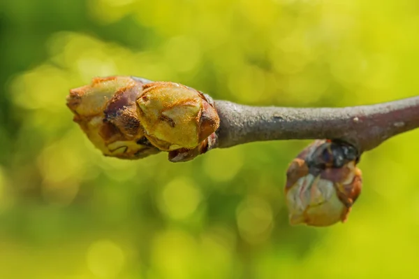 Spring plant knoppen — Stockfoto