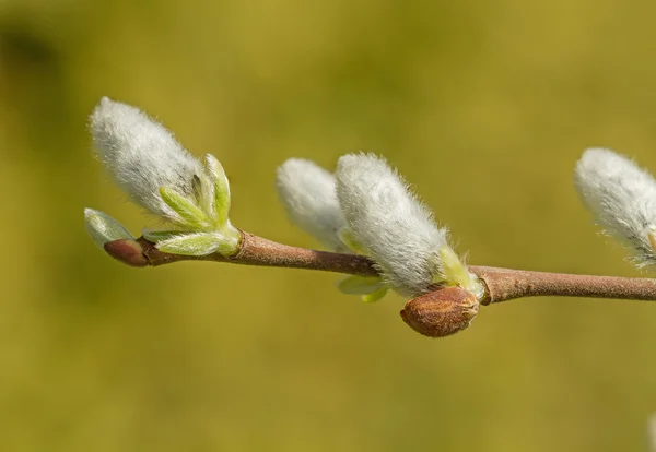 Pussy-schietwilg — Stockfoto