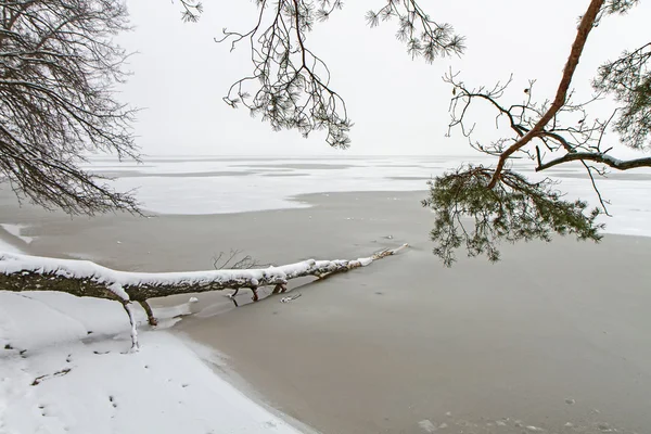 Árvore no gelo — Fotografia de Stock