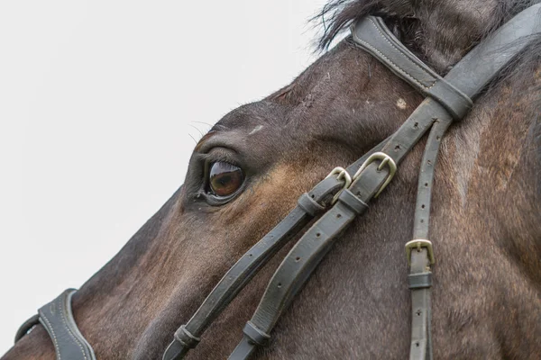 Olho de cavalo — Fotografia de Stock