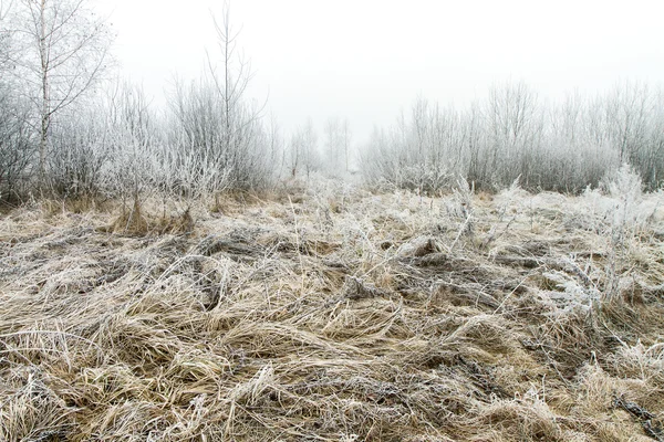 Winter fields — Stock Photo, Image