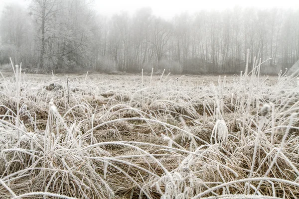 Eisbedeckte Felder stagnieren — Stockfoto