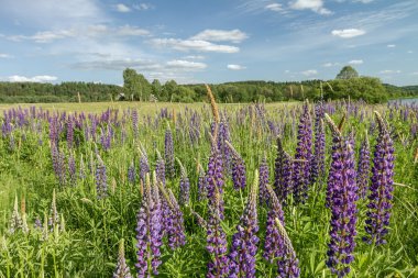 lupines