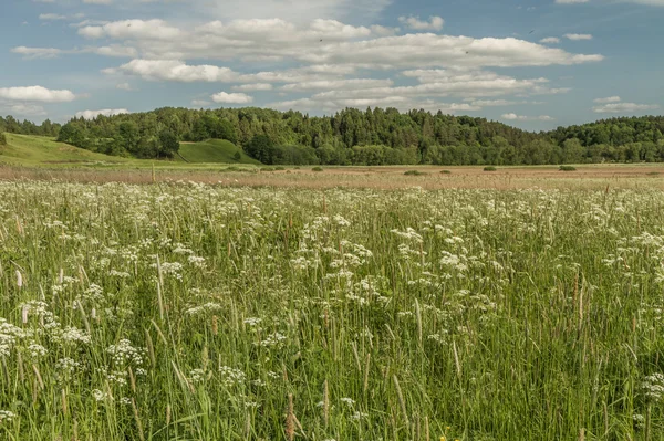 Fields with flowers — Stock Photo, Image