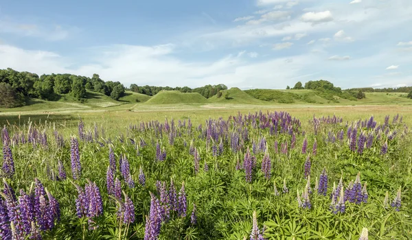 Mounds of flowers of the field panorama — Stock Photo, Image