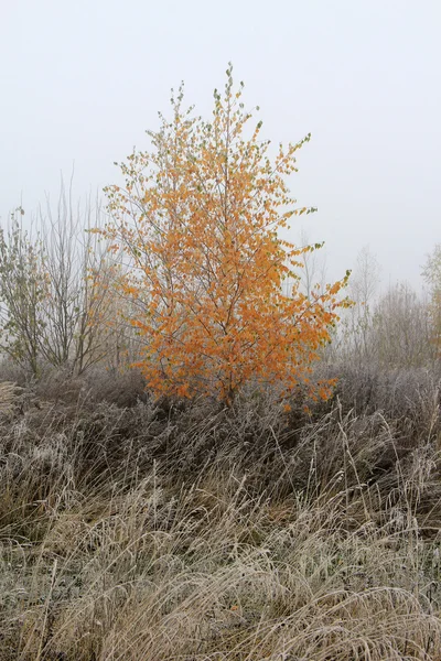 Árbol esmerilado en invierno —  Fotos de Stock