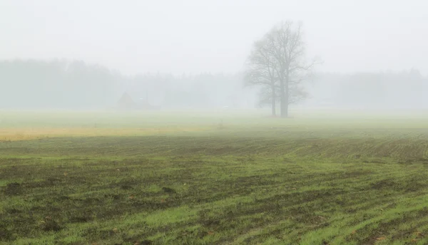Nebbia nei campi — Foto Stock