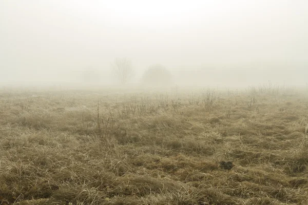 Dans le brouillard — Photo